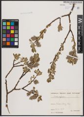 Foto von Salix caprea L.
